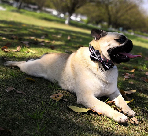 Designer Plaid Bow-Tie Cat Collar - All Pet Things -