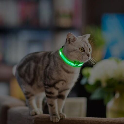 LED Light Up Cat Collar - All Pet Things - M / Green