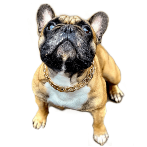 Gold and Silver Cuban Link Chain Dog Collar - All Pet Things -