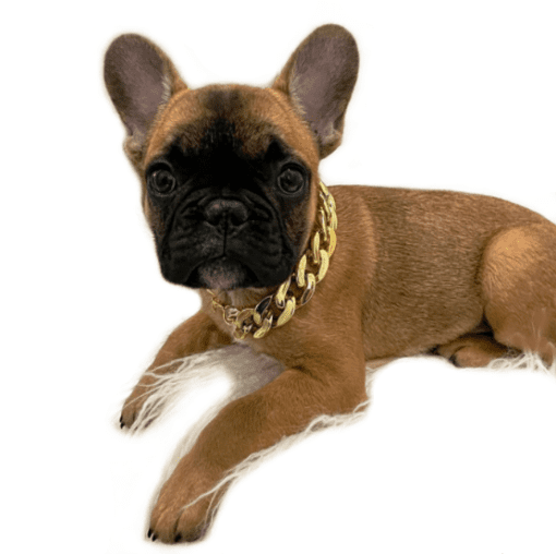 Gold and Silver Cuban Link Chain Dog Collar - All Pet Things - Gold