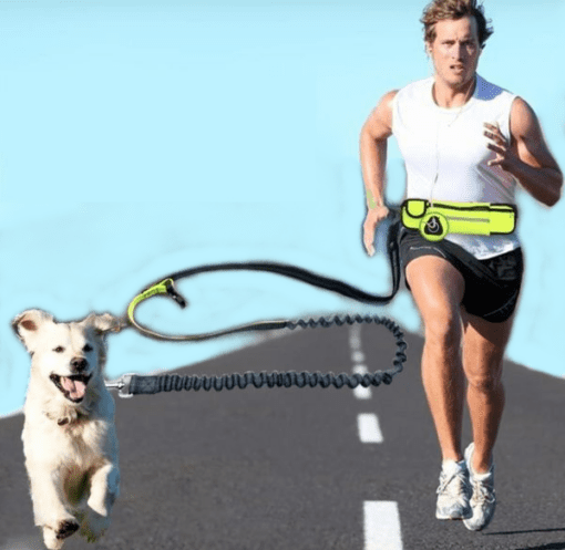 Hands-Free Bungee Running Leash with Waist Belt Pouch - All Pet Things -