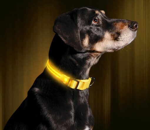 LED Light Up Dog Collar - All Pet Things - S / Yellow