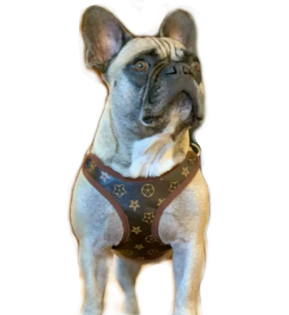 Louis Pawtton Monogram Dog Harness with Free Matching Leash! - All Pet Things - L