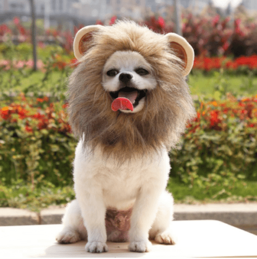 Lion Mane Pet Halloween Costume - Great for Smaller Dogs and Cats! - All Pet Things - L