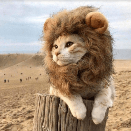 Lion Mane Pet Halloween Costume - Great for Smaller Dogs and Cats! - All Pet Things - M