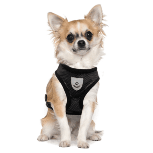 Mesh Padded Dog Harness with Free Leash - All Pet Things - L / Black