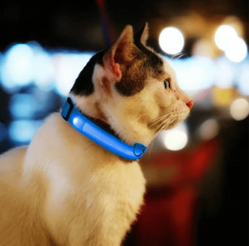 LED Light Up Cat Collar - All Pet Things -