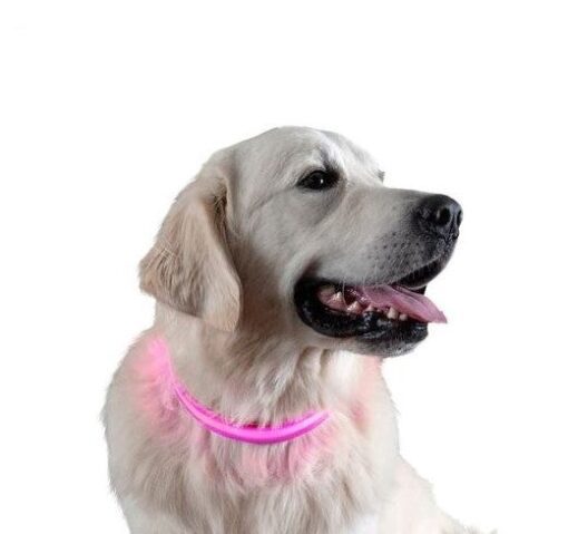 LED Light Up Dog Collar - All Pet Things - M / Pink