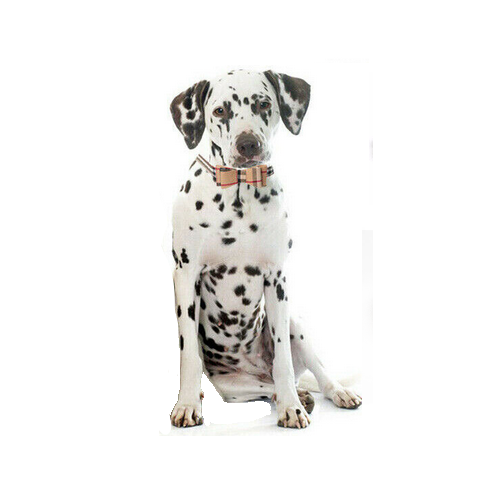 Designer Plaid Dog Collar - All Pet Things -
