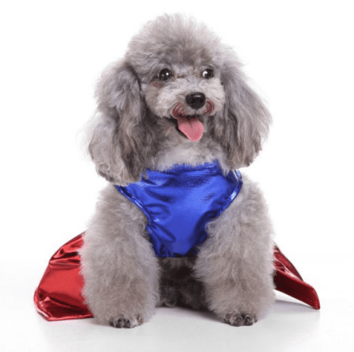 Deluxe Wonder Dog Super Hero Pet Halloween Costume - All Pet Things - XL